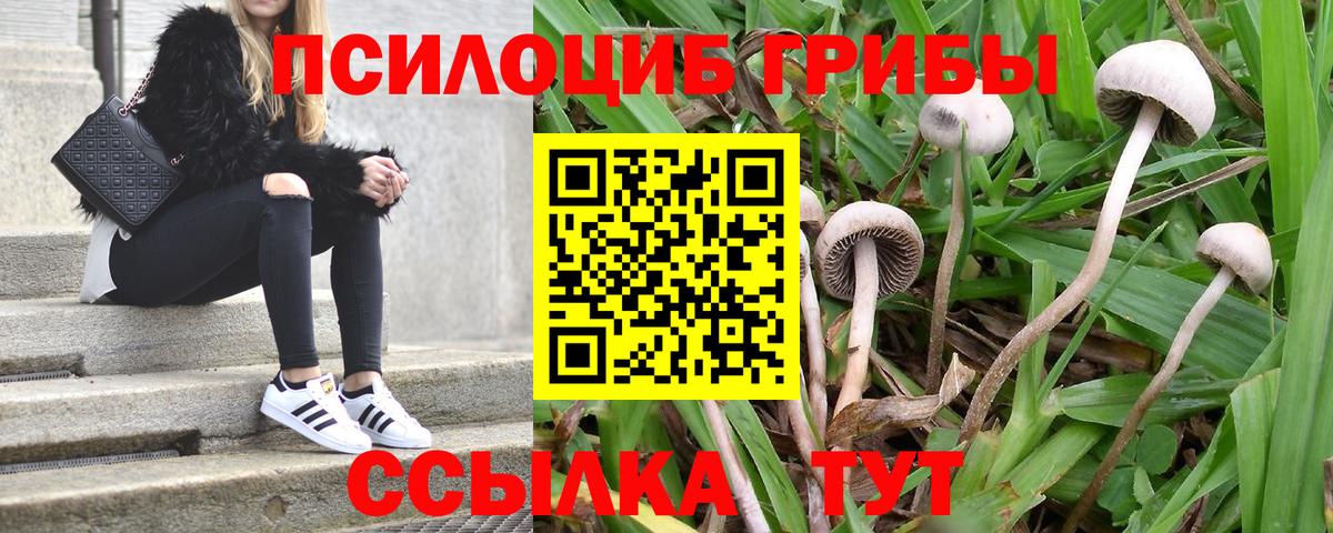 Галлюциногенные грибы Cubensis  Вход с VPN  Гурьевск 